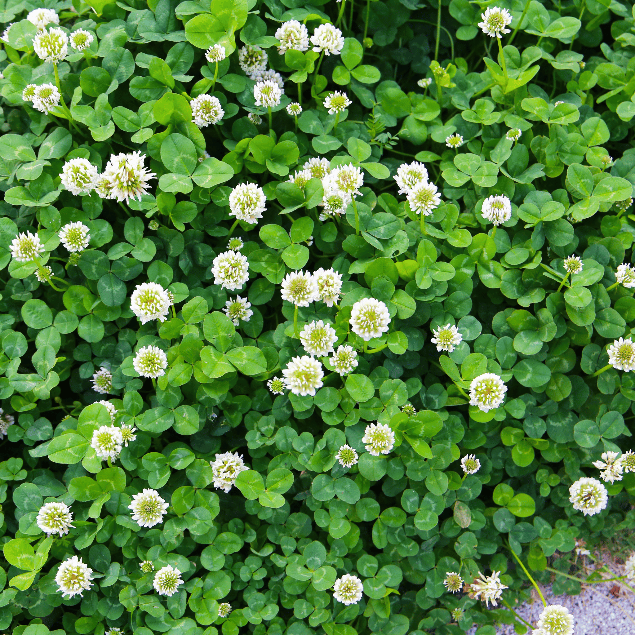 Green Clover Seeds for Planting - Hardy Perennial Flowering Clover Garden Seeds