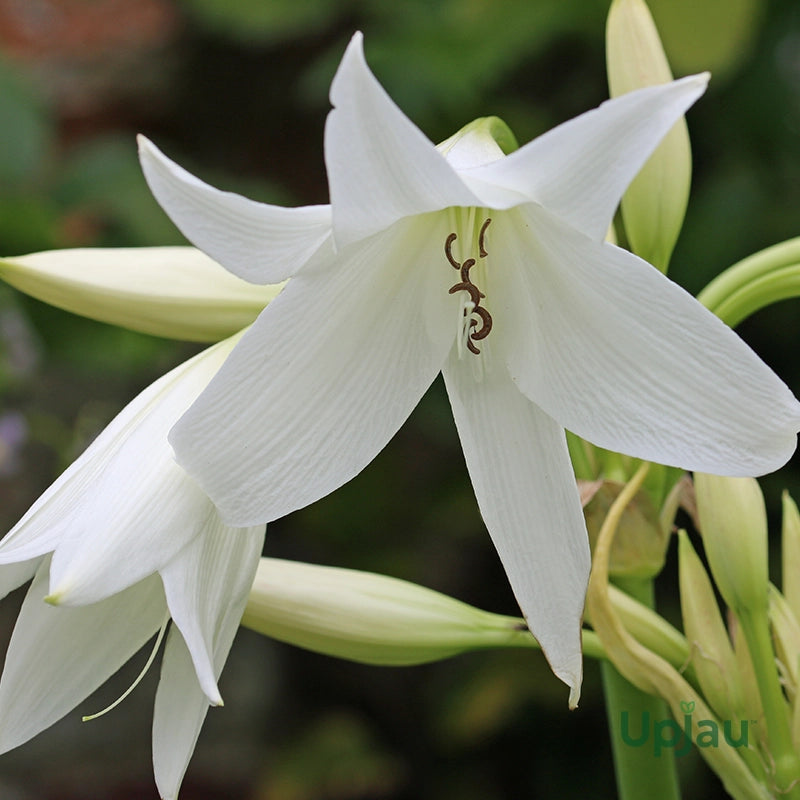 White Crinum Flower seeds for Planting - Easy to Grow, Heirloom & GMO Free Seeds for Home Garden