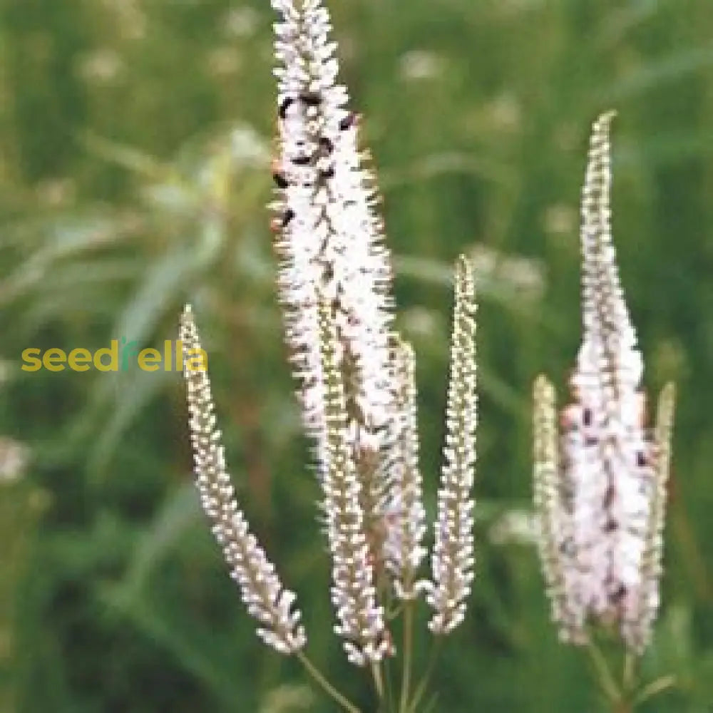 White Culver’s Root Seeds For Planting