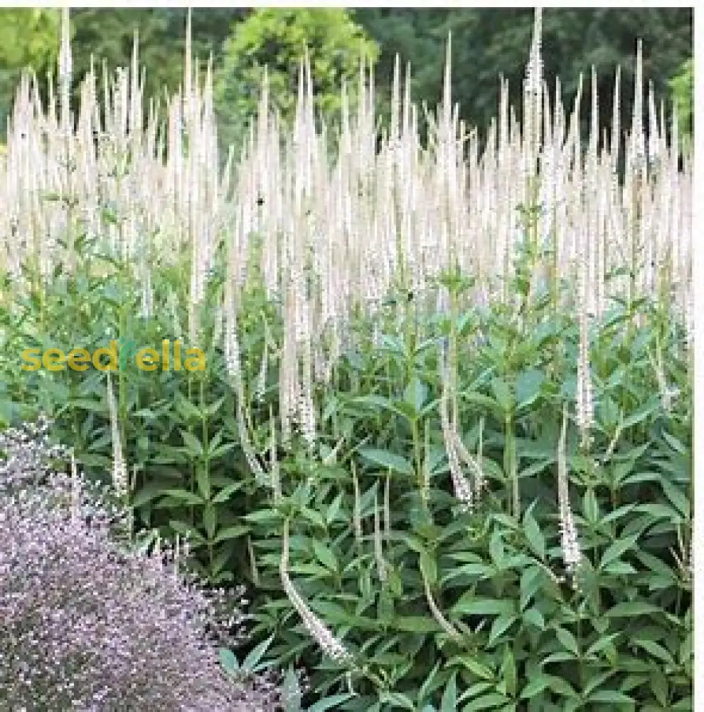 White Culver’s Root Seeds For Planting