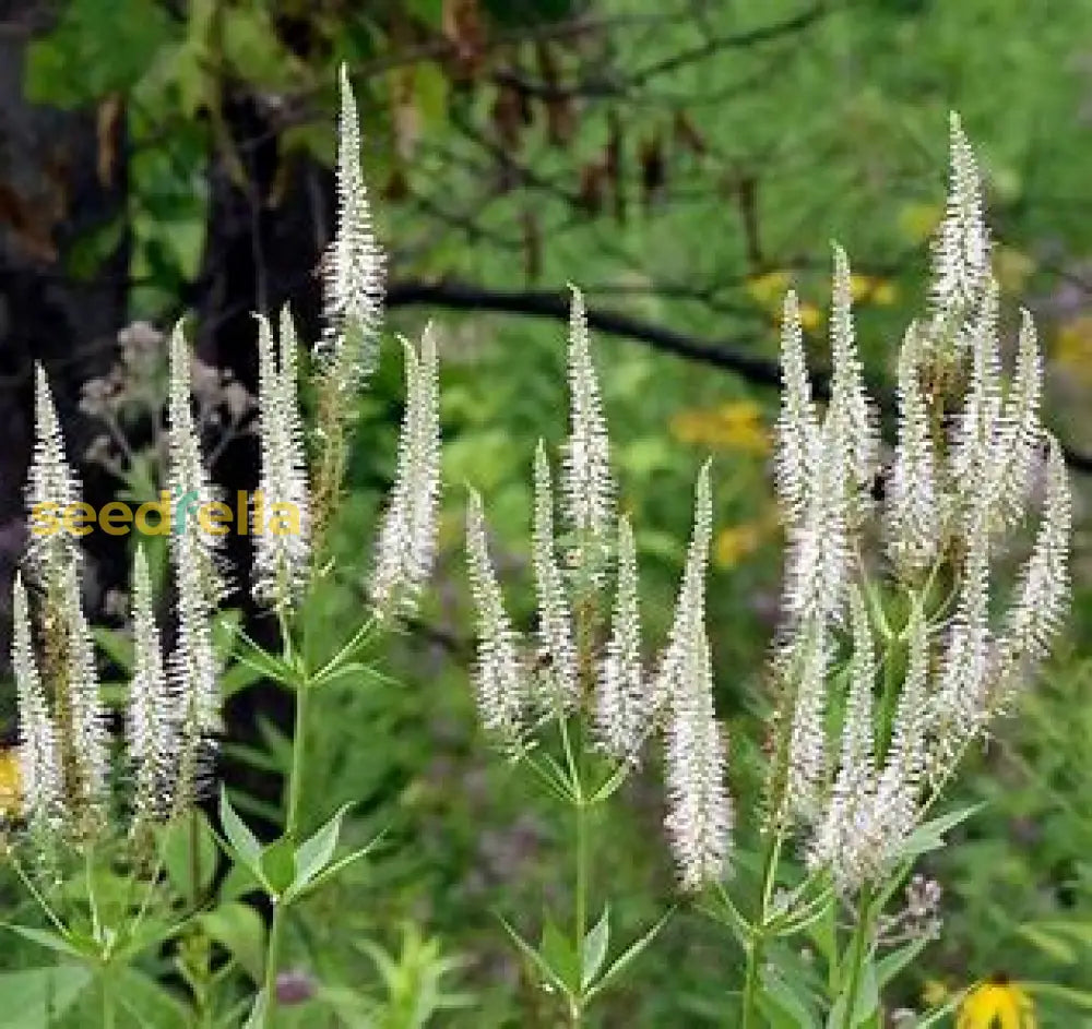 White Culver’s Root Seeds For Planting