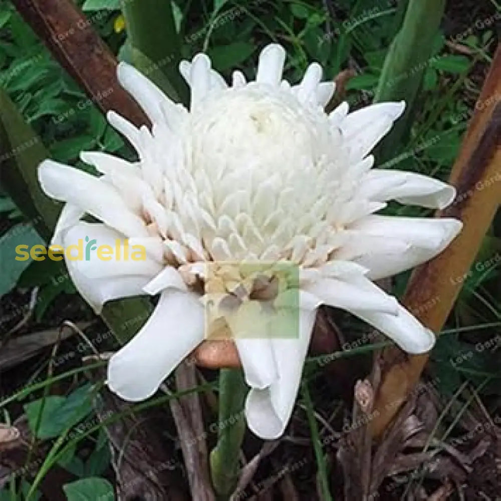 White Etlingera Elatior Flower Seeds For Planting Tropical Beauty