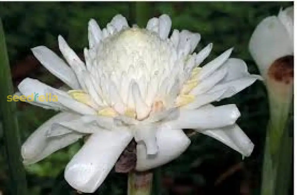 White Etlingera Elatior Flower Seeds For Planting Tropical Beauty