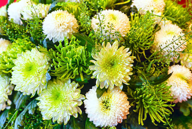White Green Chrysanthemum Flower seeds for Planting - Vibrant Colors, Heirloom & GMO Free Seeds for Home Garden