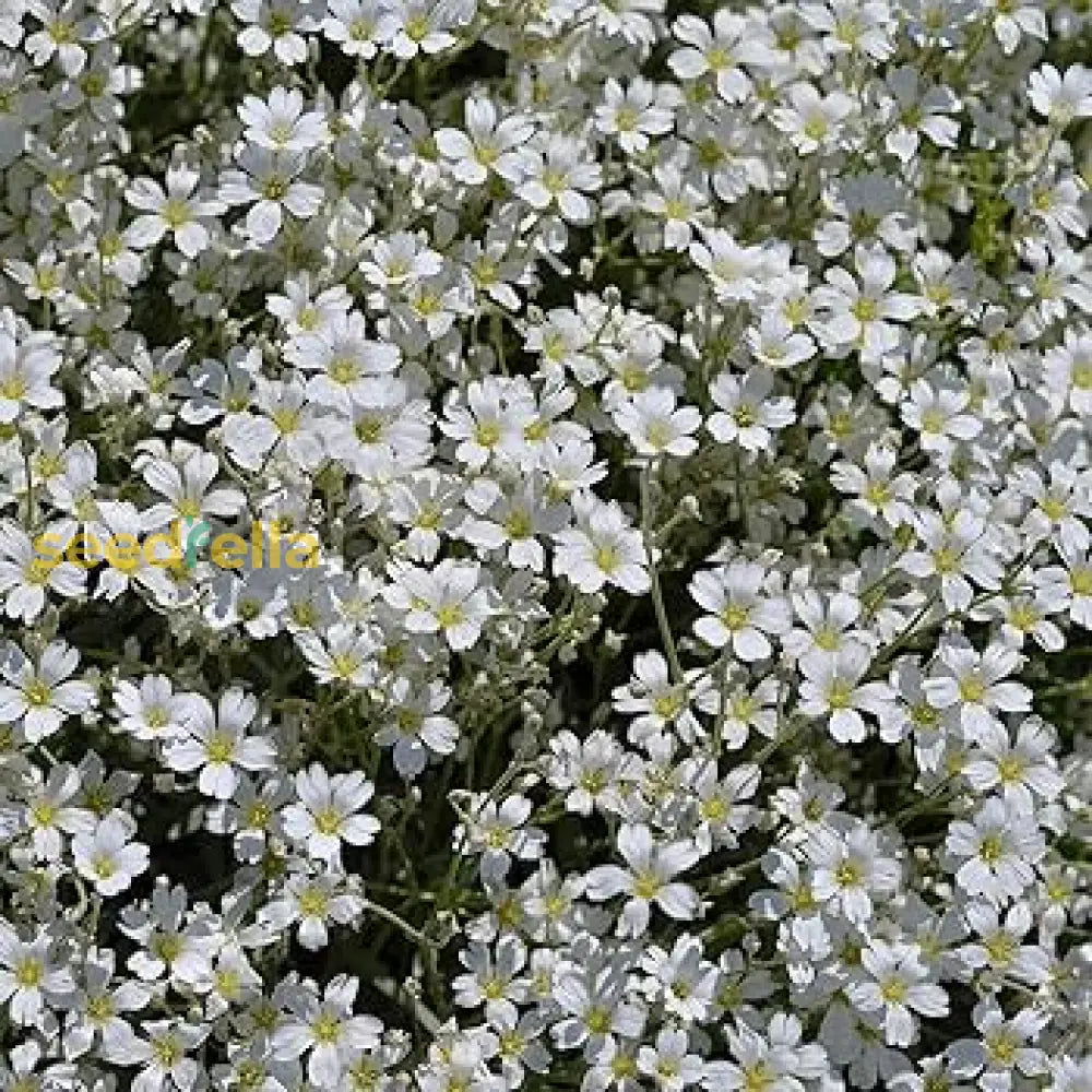 White Gypsophila Seeds For Planting Seed Creating Elegant Florals In Your Garden Flower