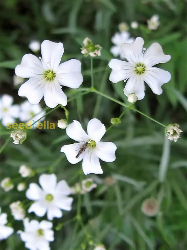 White Gypsophila Seeds For Planting Seed Creating Elegant Florals In Your Garden Flower