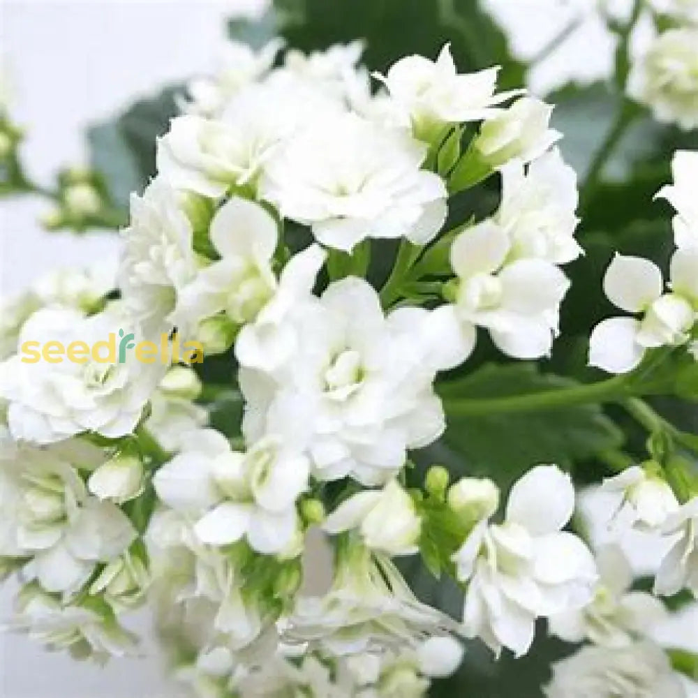 White Kalanchoe Flower Seeds For Easy Planting Plant Seeds