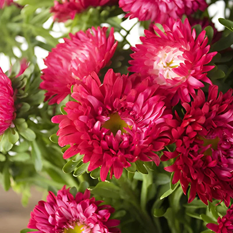 White Maroon Aster Flower Seeds for Planting