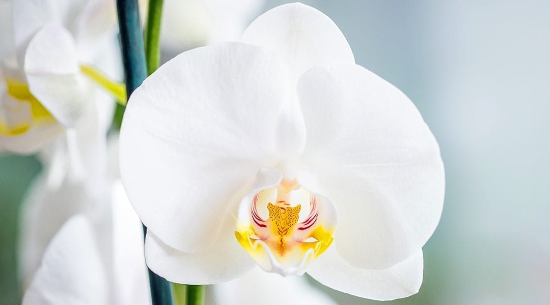 Easy to grow white orchid flower seeds for home décor