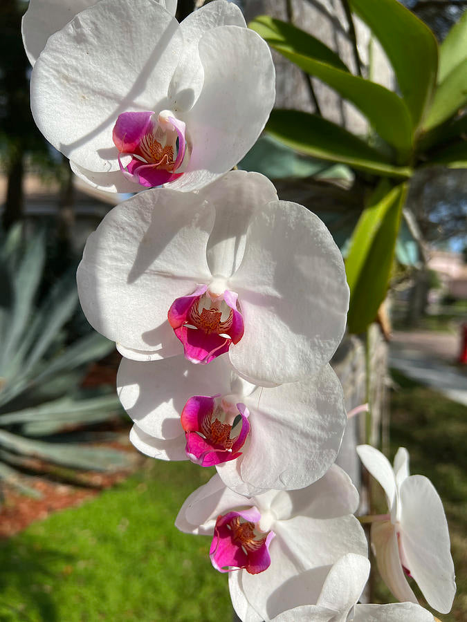 White Butterfly Orchid Flower seeds for Planting - Long Bloom Season, Heirloom & GMO Free Seeds for Home Garden