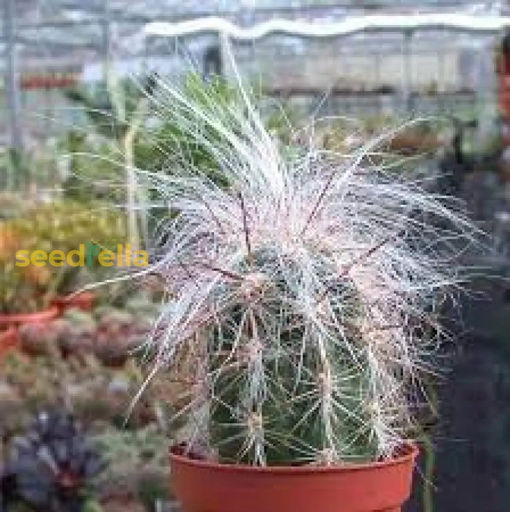 White Oreocereus Celsianus Planting Seeds Ideal For Adding Unique Texture To Cactus Gardens And