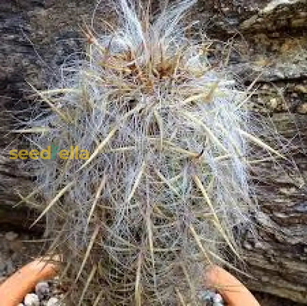 White Oreocereus Celsianus Planting Seeds Ideal For Adding Unique Texture To Cactus Gardens And