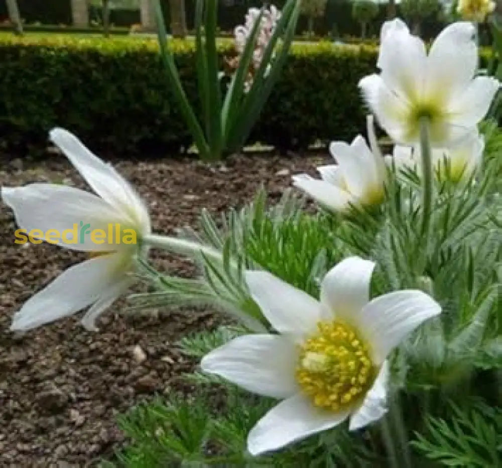 White Pasque Flower For Planting Seeds Elegant Blossoms And Lush Garden Growth