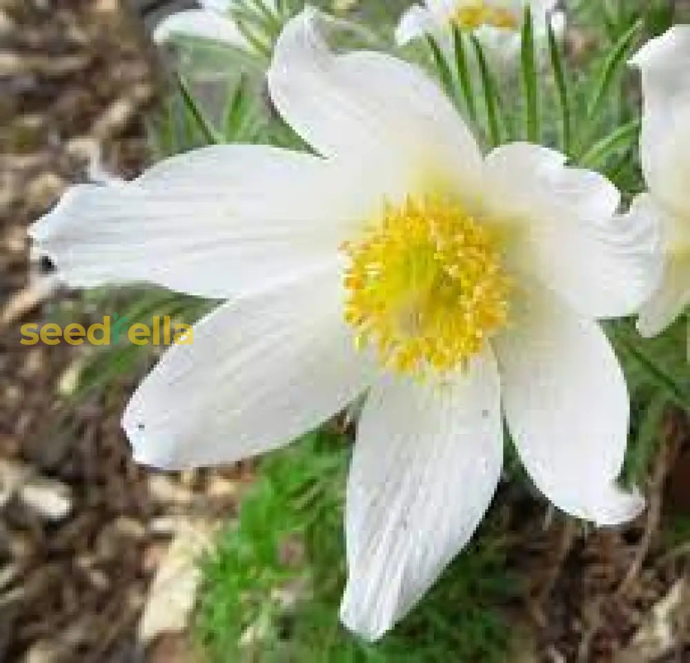 White Pasque Flower For Planting Seeds Elegant Blossoms And Lush Garden Growth