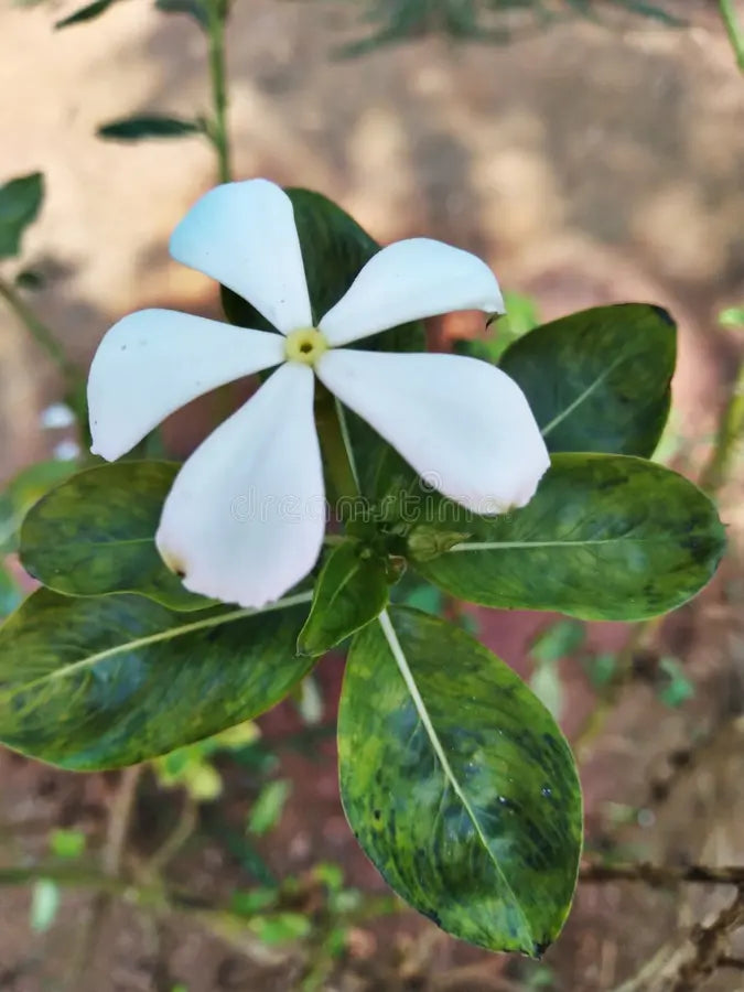White Vinca Flower seeds for Planting - Long Bloom Season, Heirloom & GMO Free Seeds for Home Garden