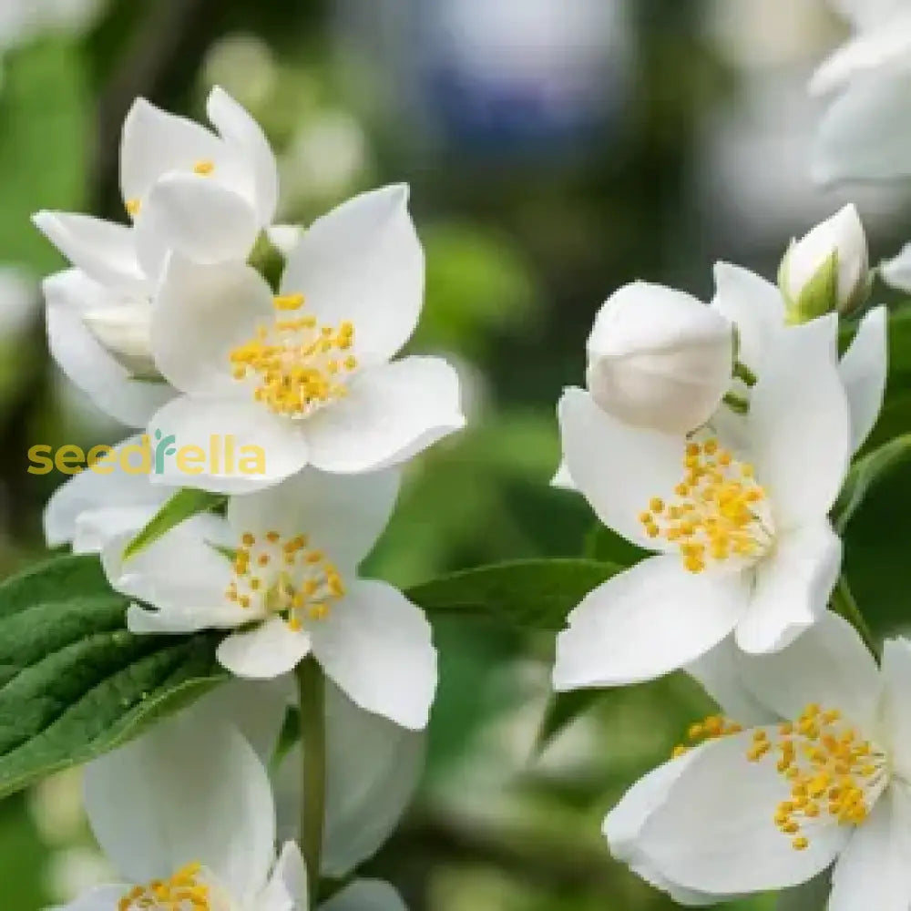 White Philadelphus Coronarius Seeds For Planting - Fragrant Mock Orange Blooms Flower
