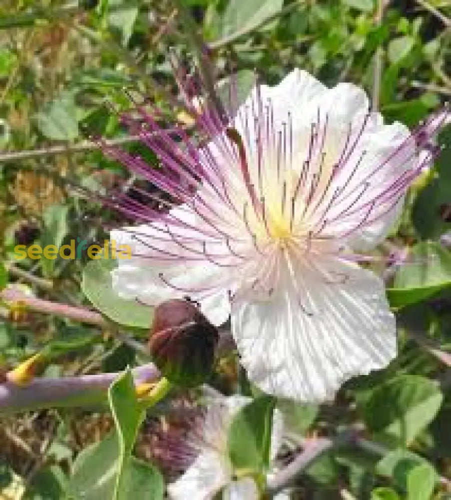 White Pink Capparis Spinosa Seeds For Planting Ideal Gardens And Pots With Unique Blooms Flower