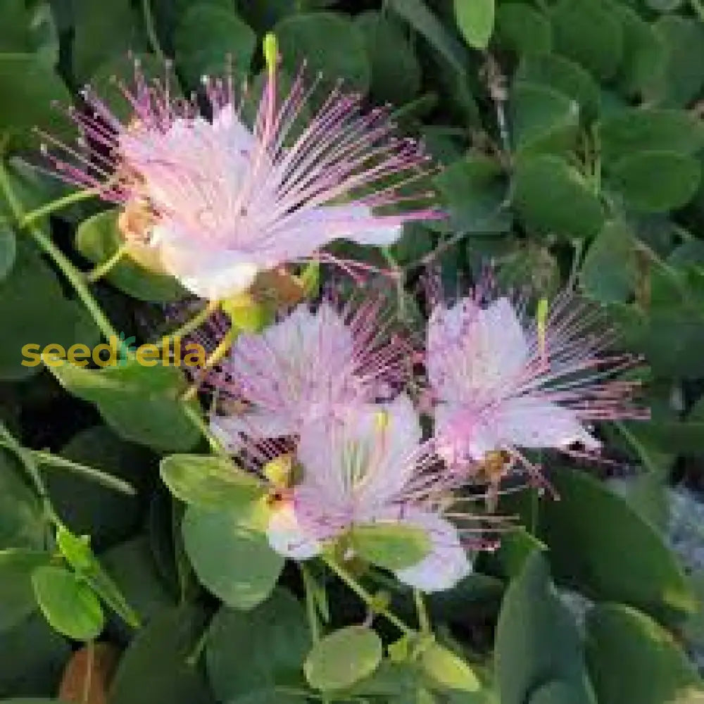 White Pink Capparis Spinosa Seeds For Planting Ideal Gardens And Pots With Unique Blooms Flower
