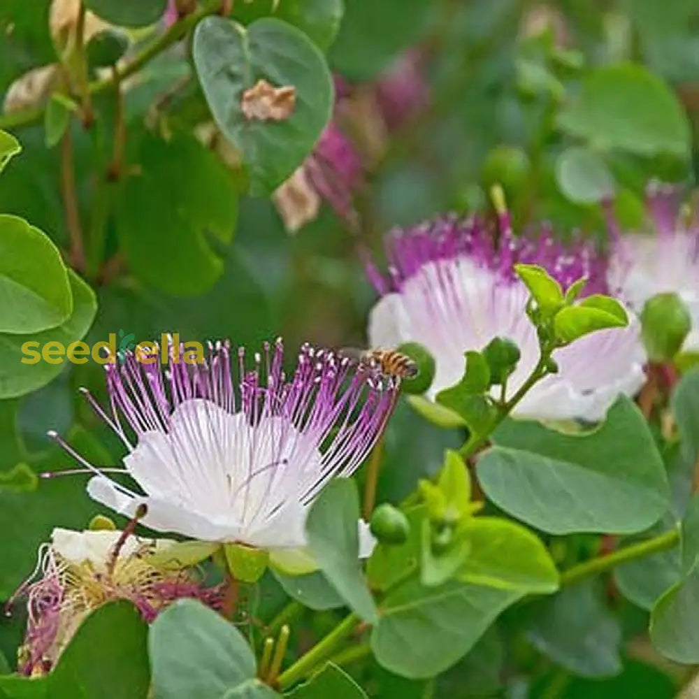 White Pink Capparis Spinosa Seeds For Planting Ideal Gardens And Pots With Unique Blooms Flower