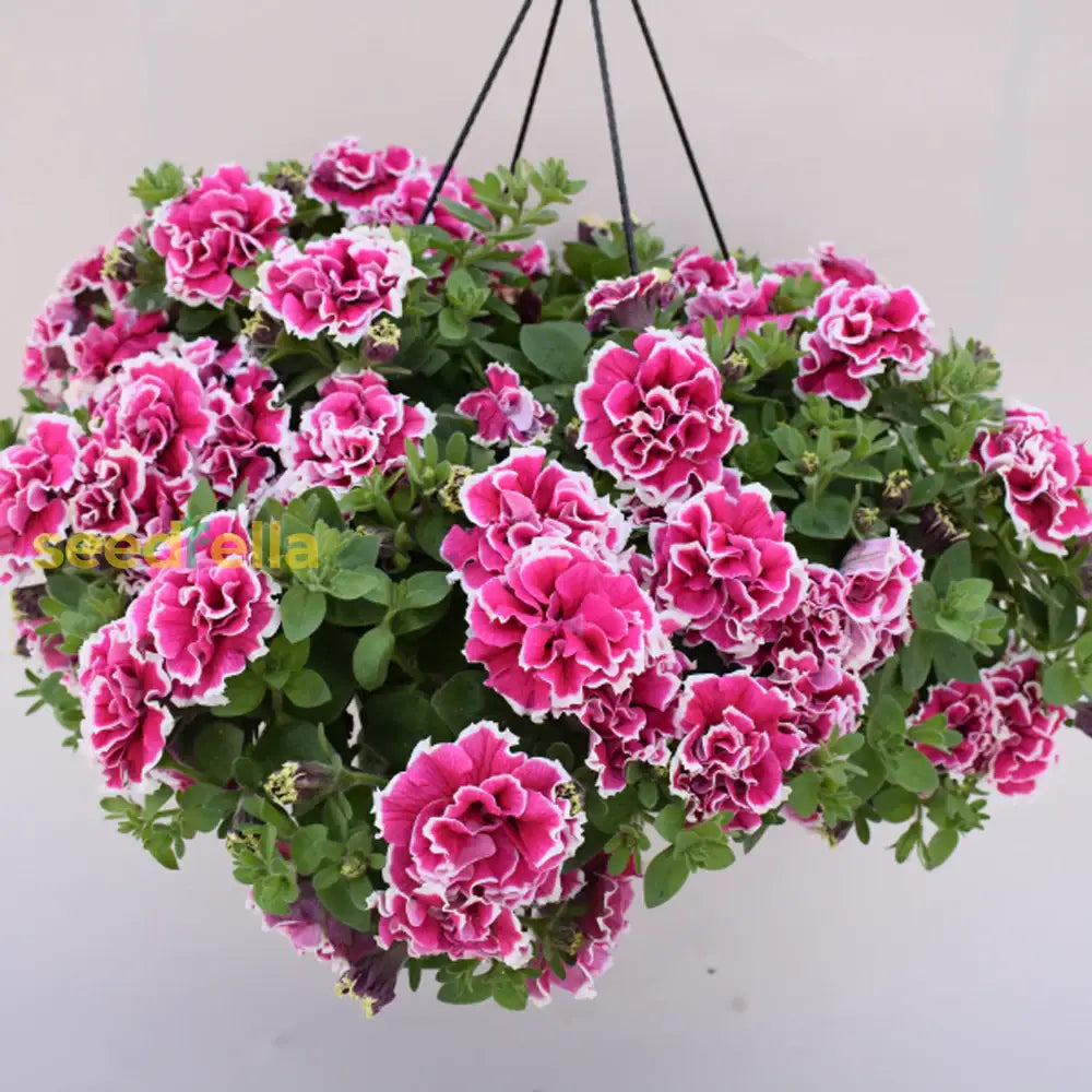 White Pink Double Petunia Flower Seeds For Planting Seed Lush Blooms Ideal Garden Beautification