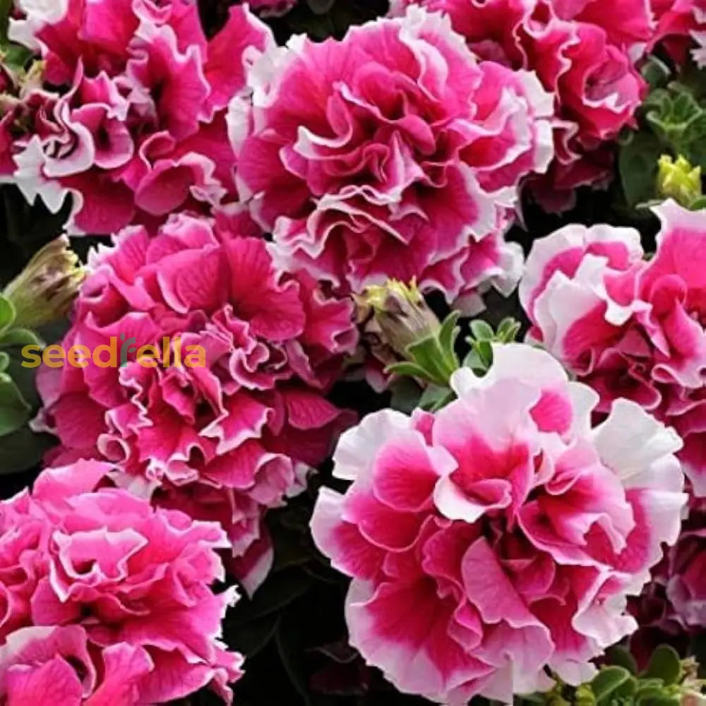 White Pink Double Petunia Flower Seeds For Planting Seed Lush Blooms Ideal Garden Beautification