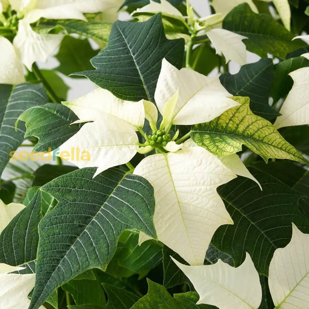 White Poinsettia Plant Seeds For Vibrant Holiday Blooms - Perfect Planting And Décor