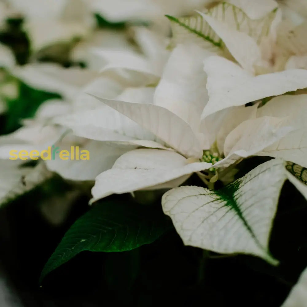 White Poinsettia Plant Seeds For Vibrant Holiday Blooms - Perfect Planting And Décor