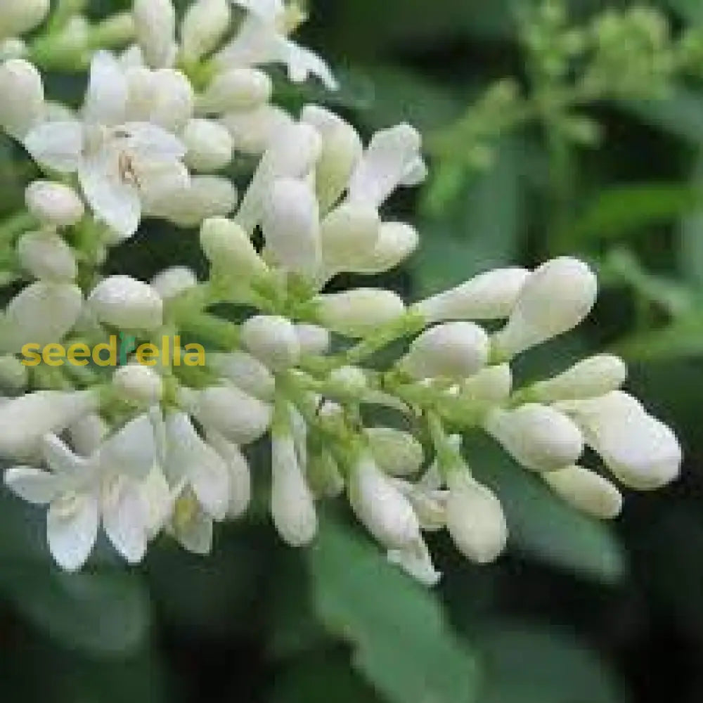 White Privet Flower Seeds For Planting Enhance Your Garden