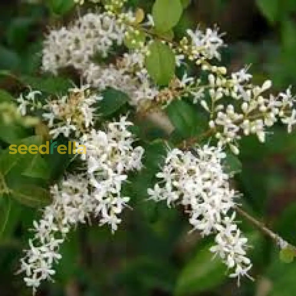 White Privet Flower Seeds For Planting Enhance Your Garden