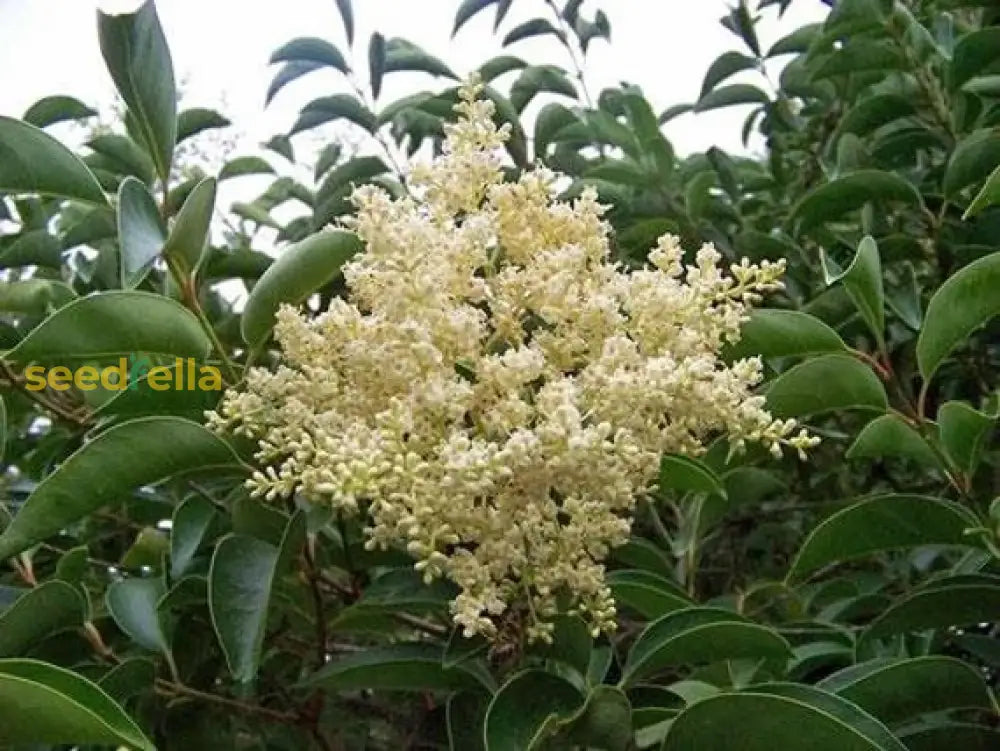 White Privet Flower Seeds For Planting Enhance Your Garden