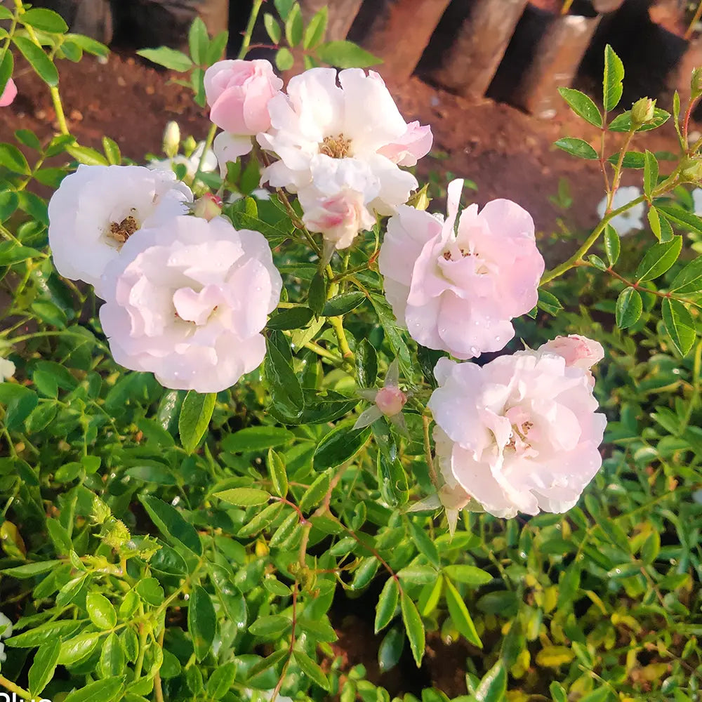 Light Pink Snow Rose Flower Seeds for Planting Colorful Display Heirloom & GMO Free Seeds for Home Garden
Sale