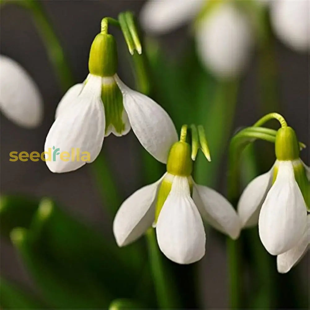 White Snowdrop Plant Seeds For Planting Galanthus Nivalis And Stunning Floral Displays Flower