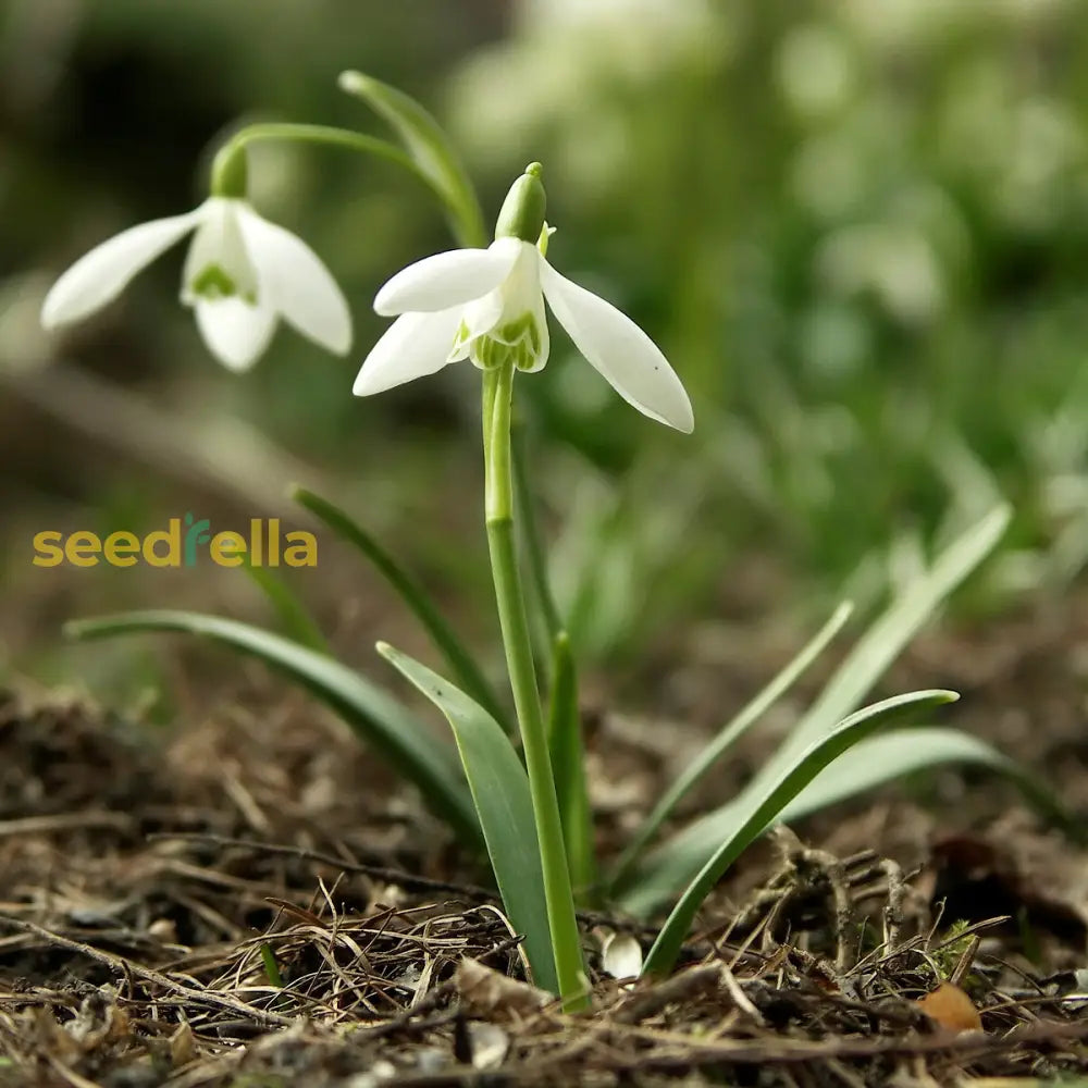 White Snowdrop Plant Seeds For Planting Galanthus Nivalis And Stunning Floral Displays Flower