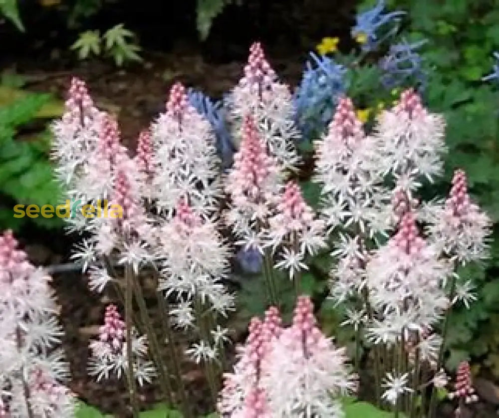 White Tiarella Wherryi Flower Seeds For Planting