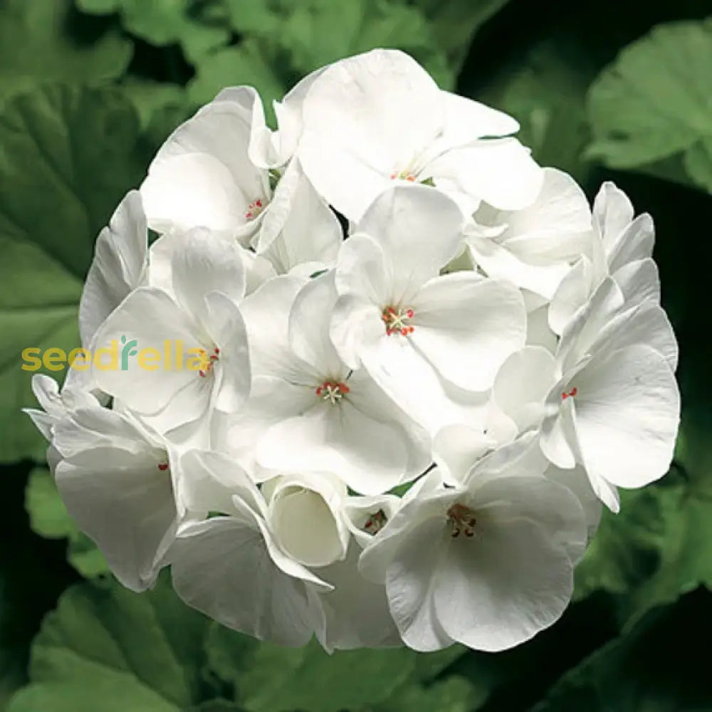White Univalve Geranium Flower Seeds For Your Garden Seed Gorgeous And Lush Growth