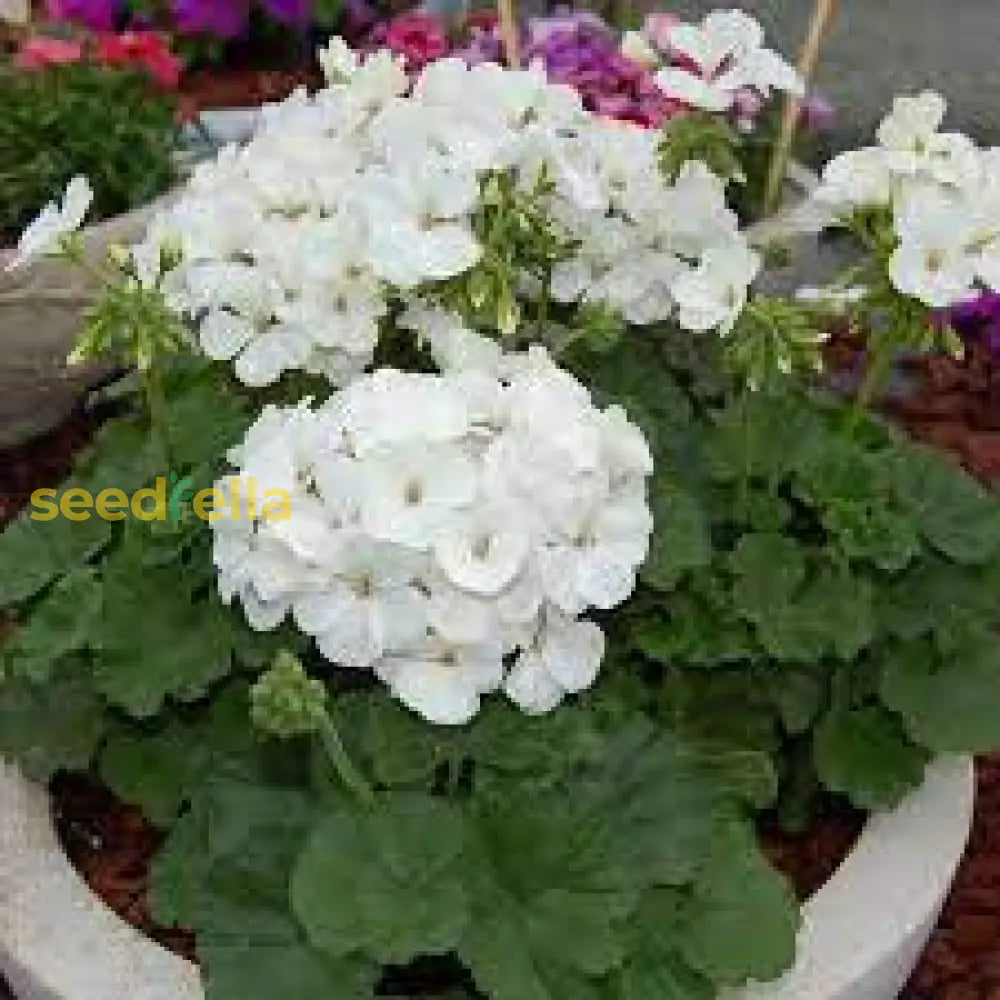 White Univalve Geranium Flower Seeds For Your Garden Seed Gorgeous And Lush Growth