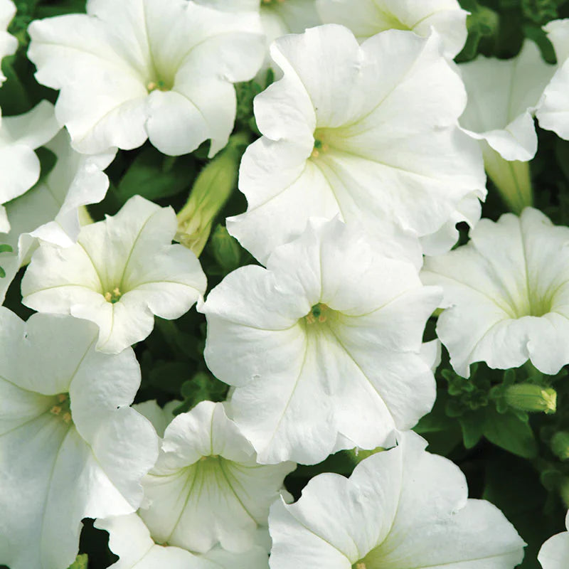 White Wave Petunia seeds for borders and garden beds