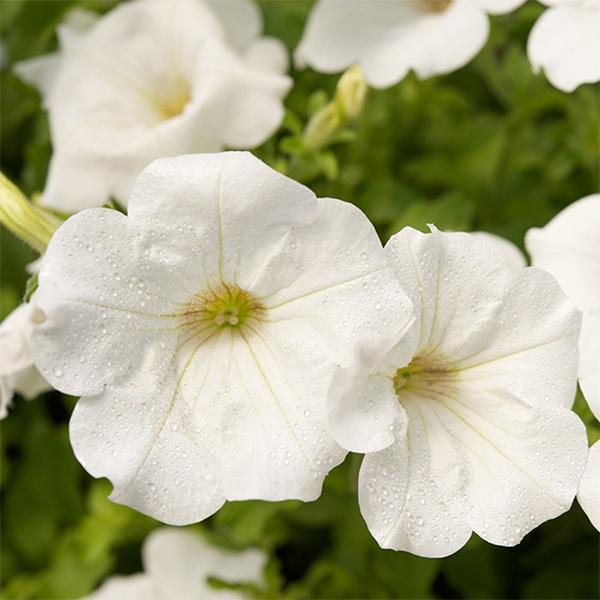 White Wave Petunia seeds for cascading garden blooms