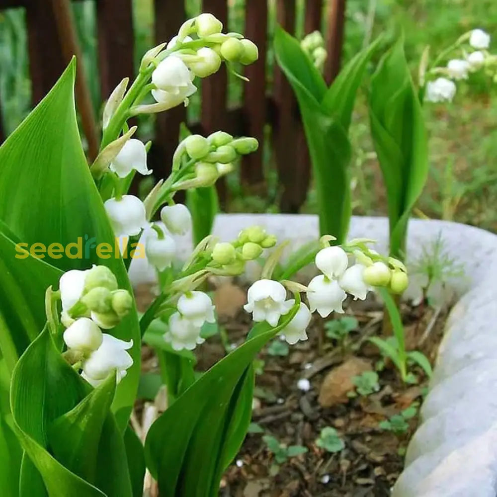 White Windbell Orchid Seed For Planting Perfect Cultivating Beautiful Blooms In Your Garden