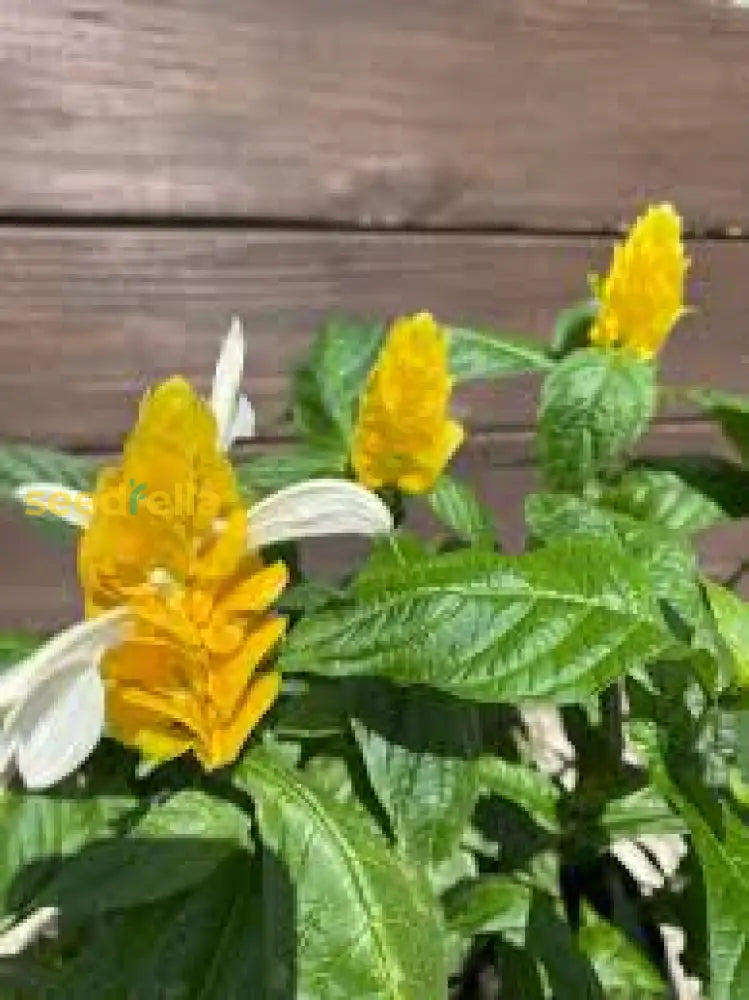 White Yellow Pachystachys For Stunning Landscapes - Seed Easy Planting Flower Seeds