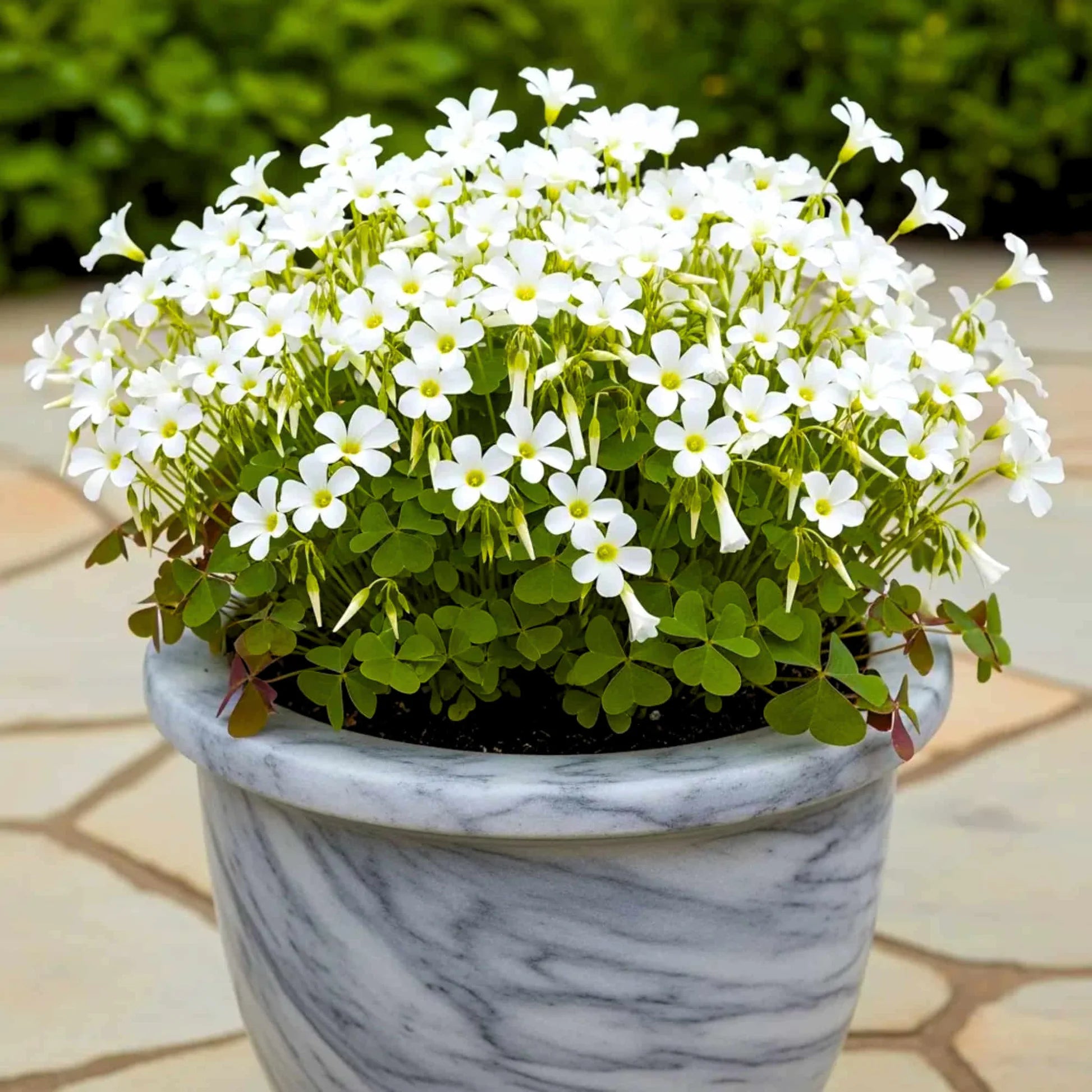 White Oxalis Laciniata Flower Seeds Planting White
