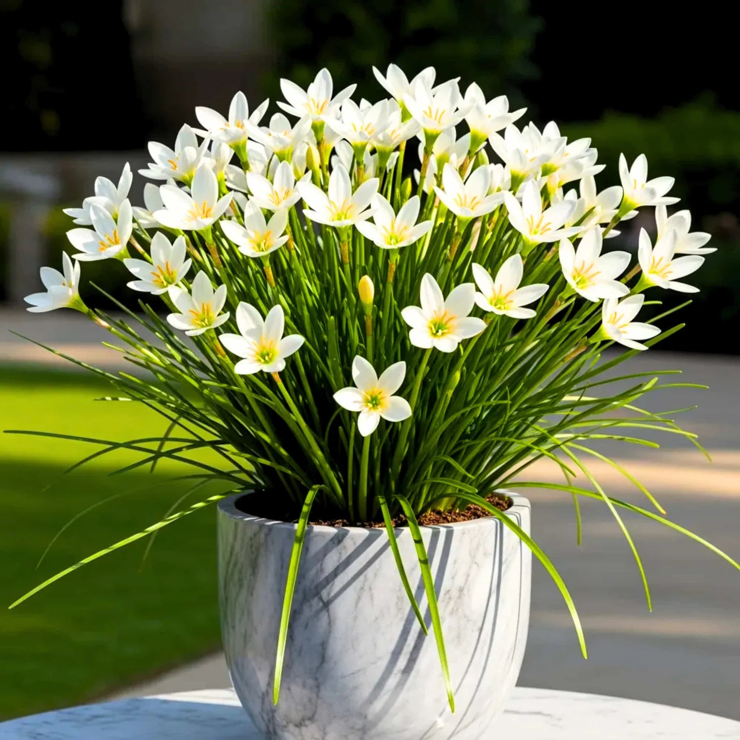 Mixed Rain Lily Seeds for Planting - Evergrowseeds