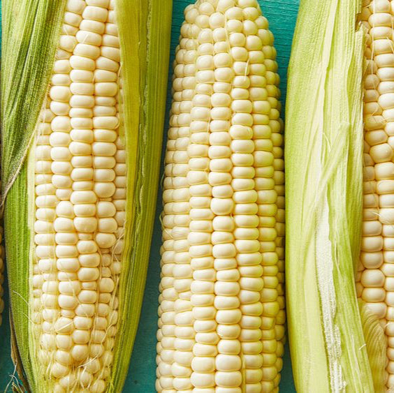 White Corn Seeds – Sweet Heirloom Variety for Home Gardening