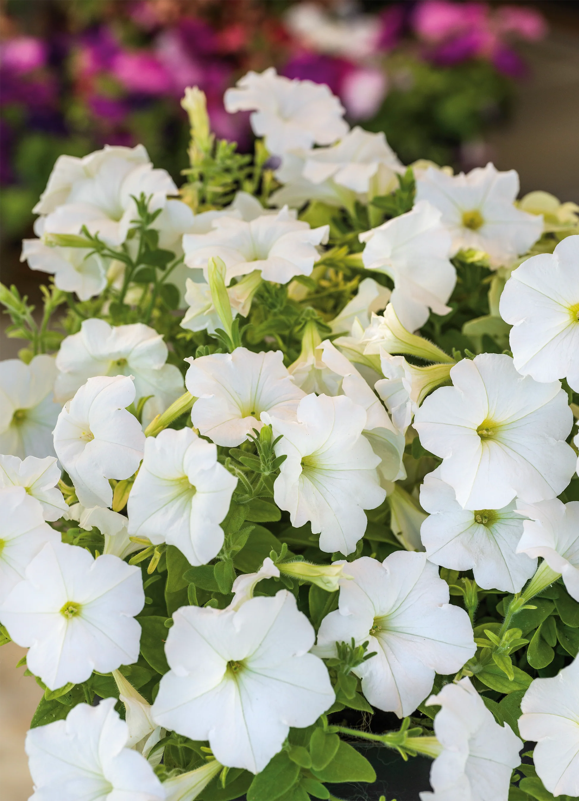 Petunia Wave White Flower Seeds for Planting Perfect for Vibrant Gardens Heirloom Non-GMO Seeds