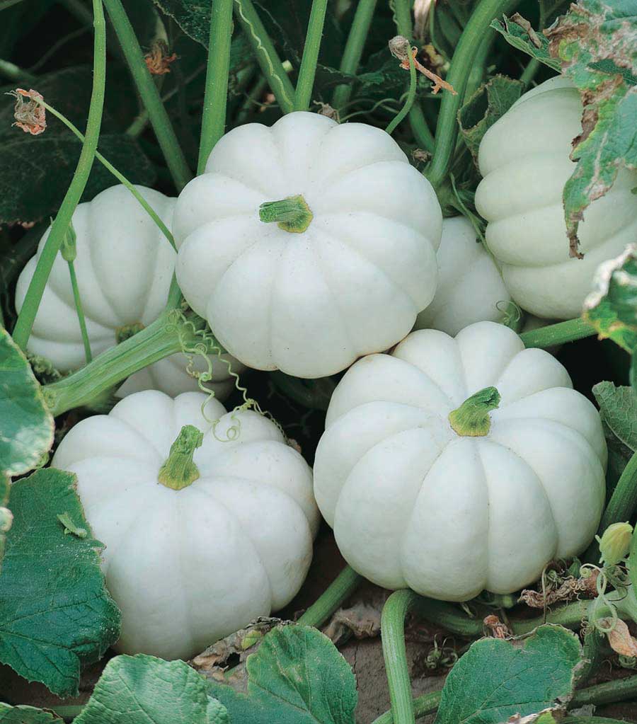 White Pumpkin Vegetable Seeds for Easy Planting