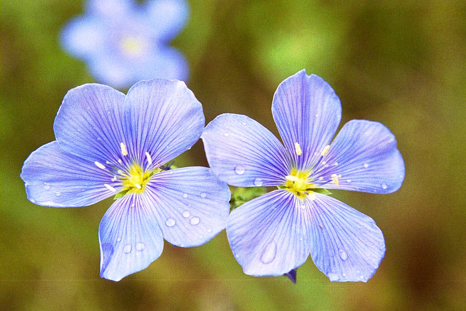 Flax Flower seeds for Planting Garden Favorite Heirloom & GMO Free Seeds for Home Garden