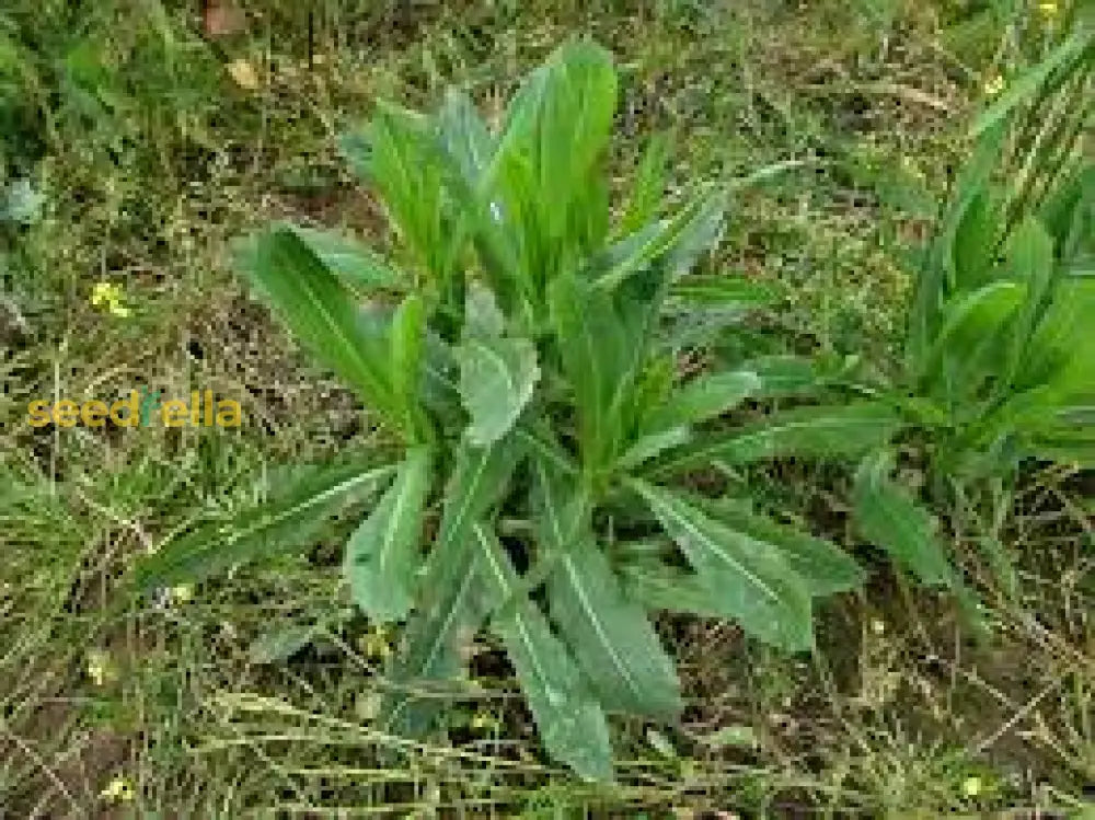 Wild Lettuce Plant Seeds For Growing Seed A Nutritious Addition To Your Garden Seeds