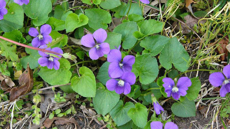 Violet Mini Violet Flower Seeds for Planting Cottage Garden Essential Heirloom & GMO Free Seeds for Home Garden
Sale
