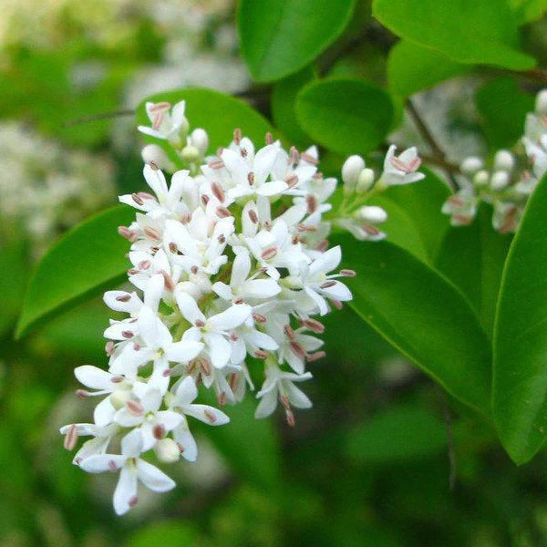 White Ligustrum Flower seeds for Planting - Fragrant Blossoms, Heirloom & GMO Free Seeds for Home Garden
Sale seeds for planting in home garden