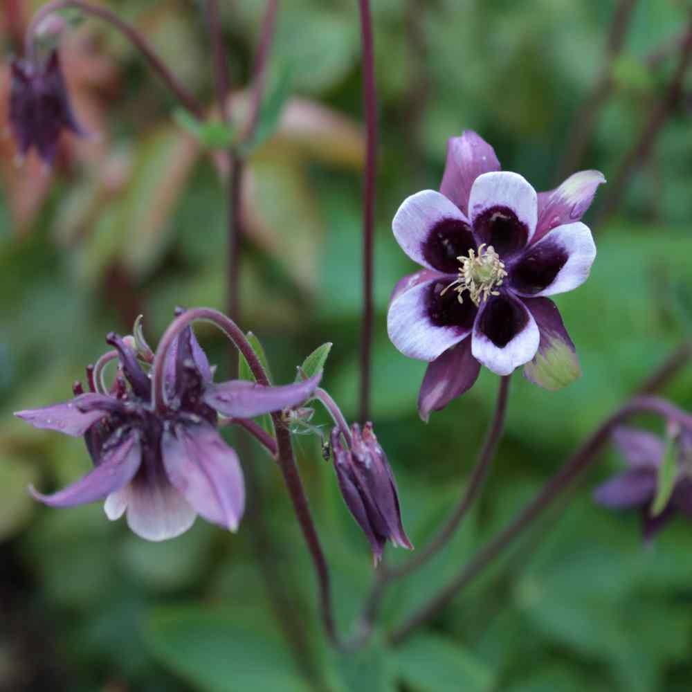 Purple White William Guiness Flower seeds blooming in flower beds, containers, borders, and pollinator-friendly gardens